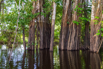 Obraz premium Tropical vegetation of the rain forest in Brazil along the Amazon river