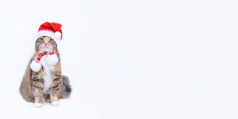 Cat in Christmas hat on a isolated white background Empty space for text. Kitten in Santa Claus Xmas red hat. Cat with Santa cap waiting for Christmas while. Happy New Year Web banner with copy space 