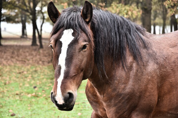 Fototapeta premium A horse walking and looking at the camera.