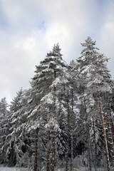 wild nordic spruce trees forest at winter