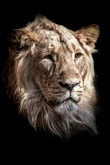 Fototapeta na wymiar portrait of a large male lion face against a black background