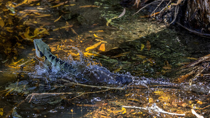 water dragon in a little crrek, Queensland, Australia
