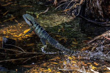 water dragon in a little crrek, Queensland, Australia