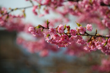 淀の河津桜