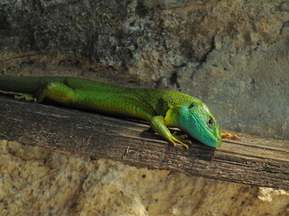 green lizard on a tree