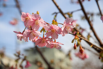 淀の河津桜