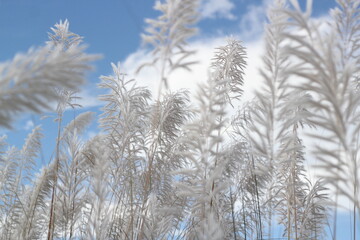 Catkin flowers blooming in the autumn field, White catkin flowers in the field