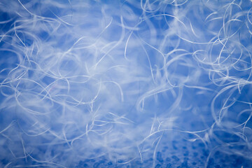 Extreme macro of polyester stable fiber on blue background
