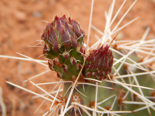 Close up Cactus