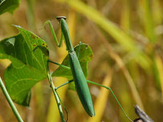 Praying Mantis Cannibalism Insect
