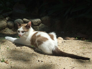 Sunbathing Thai Cat Kitten On Sand