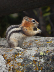 The engaging squirrel is enjoying eating