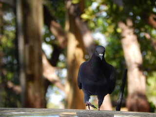 Florida Rock Pigeon