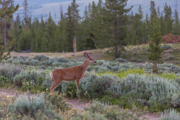 Elk