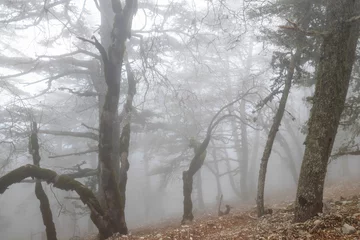 Foto auf Leinwand Fog in the forest © Galyna Andrushko