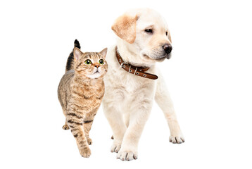 Adorable labrador puppy and scottish straight cat standing together isolated on white background