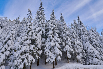 Pine forests covered in snow