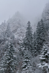 Winter landscape with mountains forests and snow