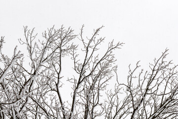 Tree branches with snow against the sky in winter