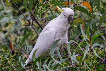 portrait of Sulphur-crested Cockatoo (Cacatua galerita) in a tree © serge