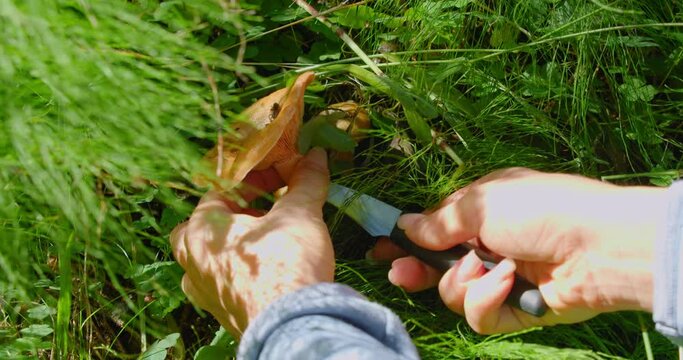 Woman hands cut edible saffron mushroom in the autumn coniferous lush green forest. Harvest time. Foraging in the grass. Nature hike.