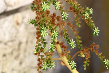 Summer flowers in a city park in Israel.