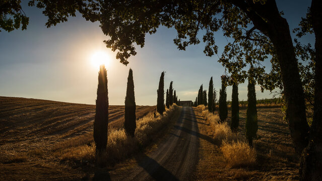 Toscan driveway with cypresses