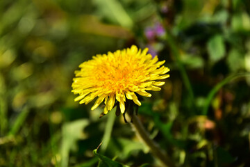 A dandelion shining brighter than the sun 