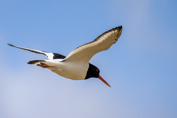 Oystercatcher