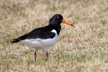 Oystercatcher