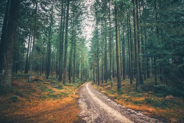 Keuken foto achterwand Bosweg Tall pine trees in a mystic forest