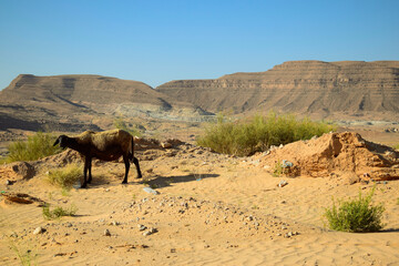 Black sheep grazing in the desert
