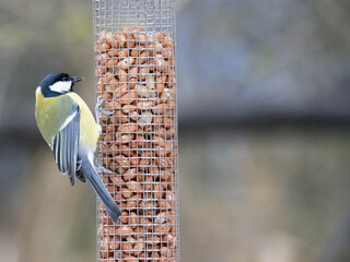 Naklejka premium a blue tit sitting on a feeder