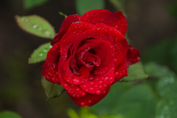 red rose with water drops after rain
