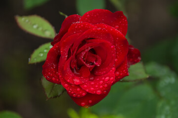 red rose with water drops after rain
