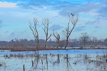 Flooded marsh with bare trees and reed in bourgoyen nature reserve in Ghent