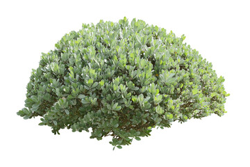 Green bush isolated transparency background..