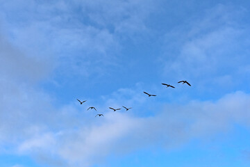 Formation of canada geese in flight on a blue sky with soft clouds - Branta canadensis 