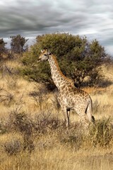 Angola Giraffe (Giraffa camelopardalis angolensis) in Namibia, Etosha