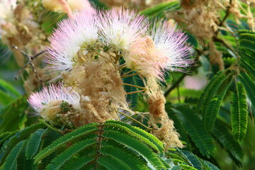 Summer flowers in a city park in Israel.