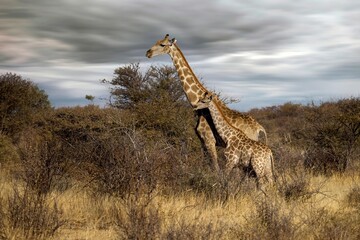 Angola Giraffe (Giraffa camelopardalis angolensis) in Namibia, Etosha