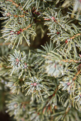 Dew rain drops on evergreen bush needles