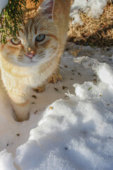Closeup of taby cat with blue eyes in the snow