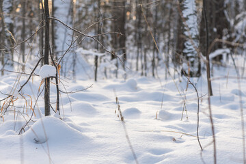 pure white snow in the forest between the trees