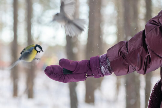 in the forest, the bird takes the seeds from his hand. feeding birds in winter. nuthatch, chickadee, titmouse