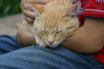 Closeup of taby cat with blue eyes