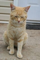 Closeup of taby cat with blue eyes