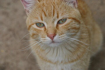 Closeup of taby cat with blue eyes