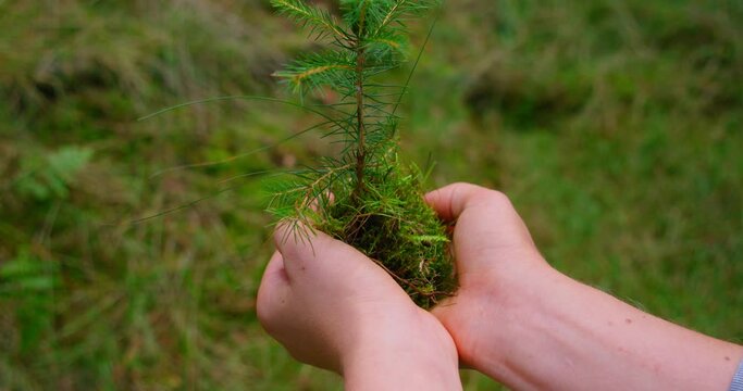 Small spruce in human hands with coniferous green forest background. Pine seedling, planting young tree concept. Save the planet.