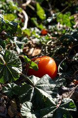 Tomato rotting in the ground in a garden